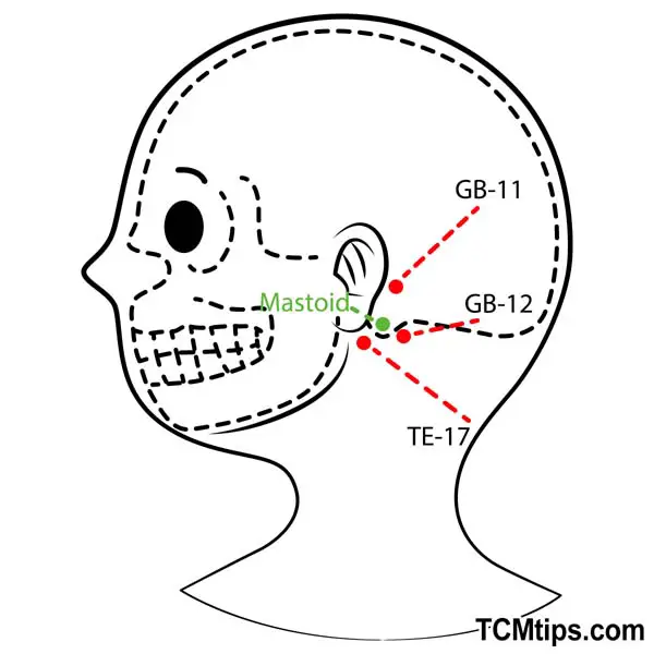 Acupoint: GB-12 (Other Names: Gallbladder-12/Wan Gu/Mastoid Process)