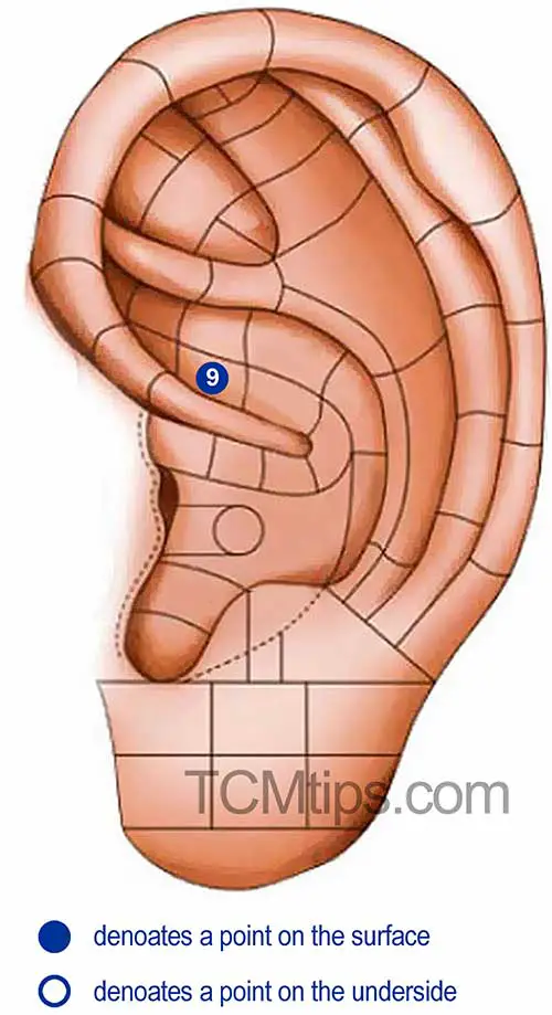 ear acupressure point for small intestine